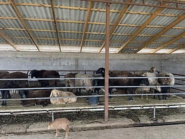 кошка рэгдолл цена: Продаю | Овца (самка) | Для разведения | Племенные — 7