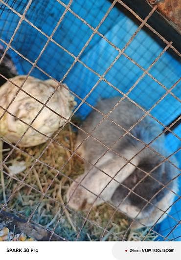 марской свинка: Кролик породы вислоухий (карликовый/декоративный тип). Окрас — 1