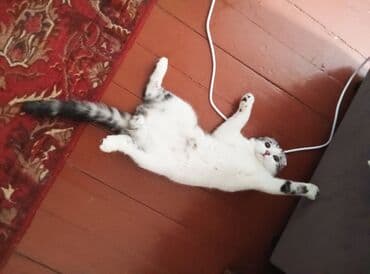 ак мышык: Ит кууту: Скотиш Фолд (Шотландиялык шалпаң кулак), Эркек, 1 жаш, Эмделген — 2