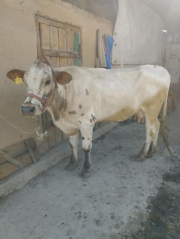 кошки домашние: Продаю | Корова (самка) | Полукровка, Симментальская | На откорм, Для разведения, Для молока | Племенные, Не стельные — 2