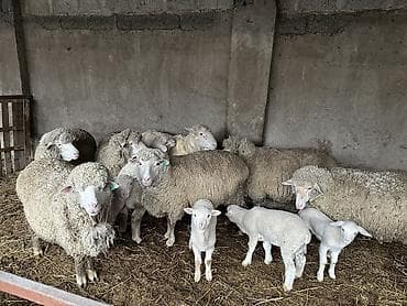 семис бука: Продаю | Овца (самка) | Для разведения | Матка — 5