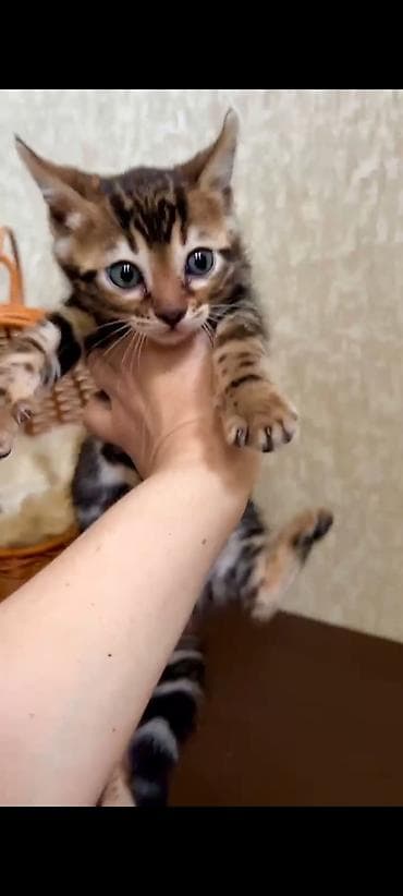 Продажа кошек: Бенгальская, 2 месяца, Девочка, Шоколадный, Приучена к лотку, Проглистована, С документами — 8