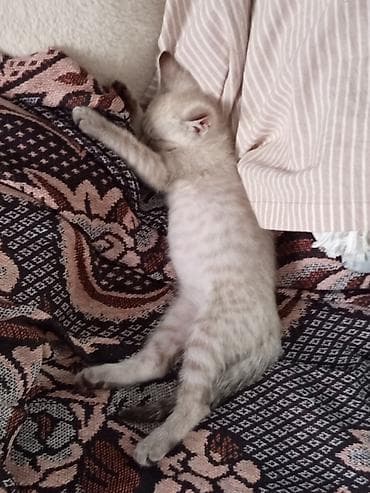 отдам даром котенка бишкек: Кошка даром: Беспородная, 2 месяца, Мальчик, Приучена к лотку — 2