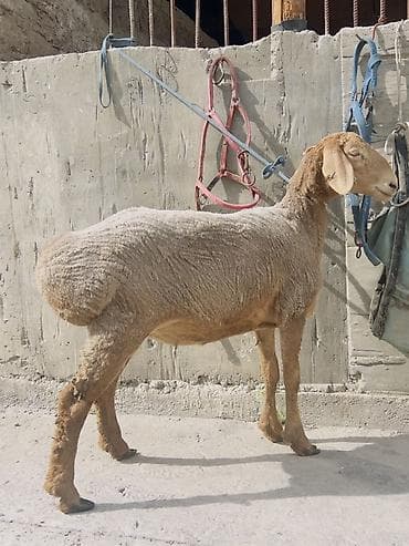 овес купить: Продаю | Ягненок | Полукровка, Арашан | Для разведения | Ярка — 3