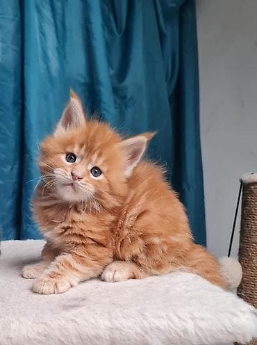 Породистый котёнок мейн-кун, окраса рыжий (red tabby), с пушистой at lalafo.kg Породистый котёнок мейн-кун, окраса рыжий (red tabby), с пушистой