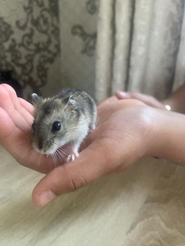 хомяки даром: Хомяк карликовый (джунгарский тип) с комплектом для содержания. В — 3