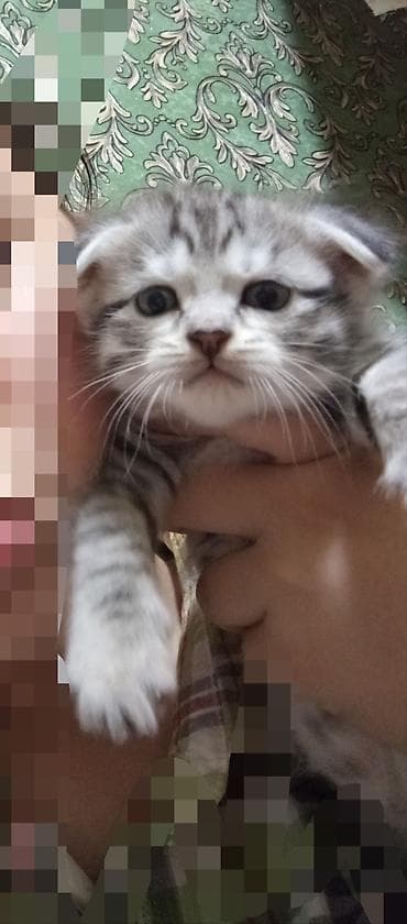 рэгдолл кошка купить: Кошка даром: Скотиш Фолд (Шотландская вислоухая), 1 месяц, Мальчик, Проглистована — 3