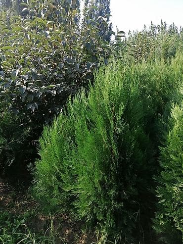 дубовый веники: Туя книжный.брабант оптом — 4