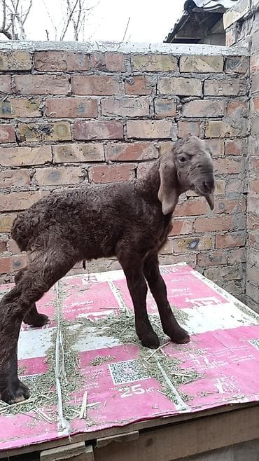 питбуль в караколе: Продаю | Овца (самка) | Арашан | Для разведения | Племенные, Котные, Матка — 6