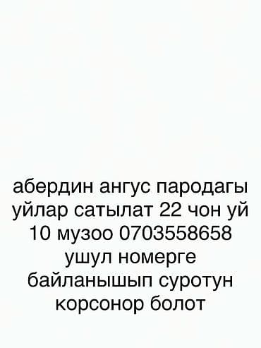 порода: Продаются животные породы абердин-ангус: - 22 взрослые коровы - 10 — 1