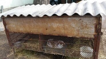 приют для бездомных животных бишкек: Клетка металлическая для кроликов, размер два входа — 1