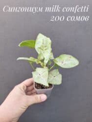 живые растения в аквариум купить: ● Комнатные растения (укоренённые черенки, молодые растения, взрослые — 17