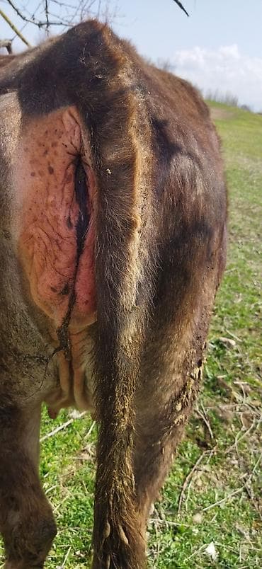 брама лаванда: Продаю | Корова (самка) | Для молока — 5