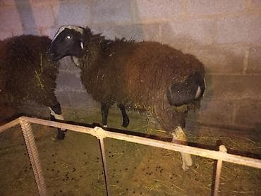 кой сатам: Сатам | Кочкор (эркек) | Союуга, Көбөйтүү үчүн — 7