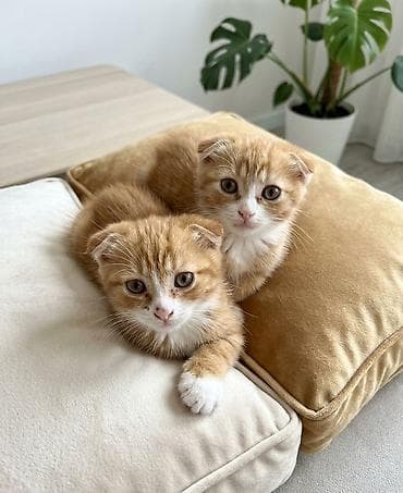 британская кошка бишкек: Скотиш Страйт (Шотландская прямоухая), 1 месяц, Мальчик, Рыжий, Приучена к лотку — 1