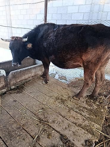 Продаю | Корова (самка) | Для молока | Племенные