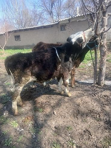 белый фазан: Продаю | Бык (самец) | Алатауская | На откорм | Привязанные — 2