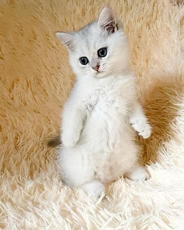 Скоттиш страйт мальчик .серебристый (окраска silver shaded). -