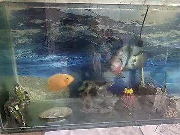 Большой аквариумный комплект с оборудованием и декором и рыбками Есть