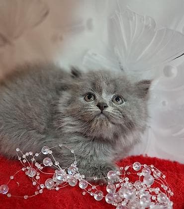 cat litter: Скотиш Страйт (Шотландская прямоухая), 2 месяца, Мальчик, Голубой, Приучена к лотку, Проглистована — 6