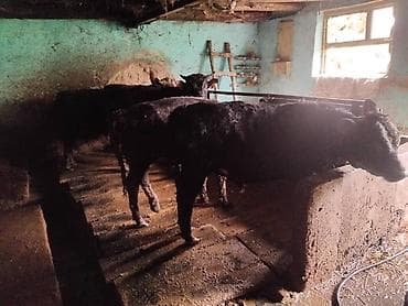 продаю породистых коров: Продаю | Музоо, торпок | На откорм | Привязанные — 4