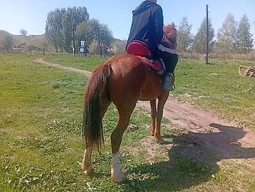 анти лай: Продаю | Жеребец | Рабочий — 2