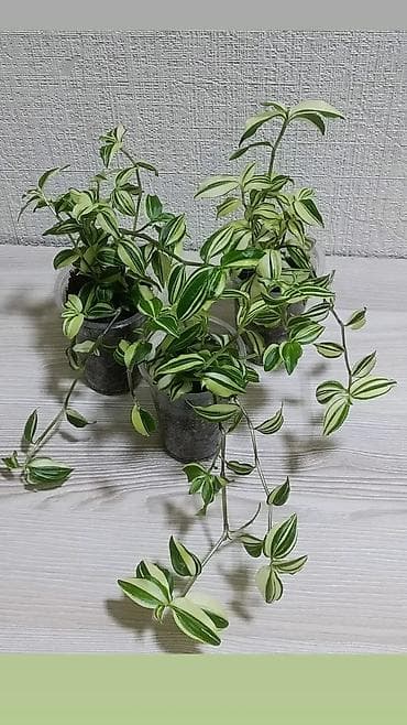 комнатная пальма: Пальма хамедорея. Высота растения примерно 25 см. Активно растущие — 9