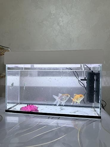 фильтр для аквариум: Аквариумный комплект для домашних рыб - Прямоугольный стеклянный — 3