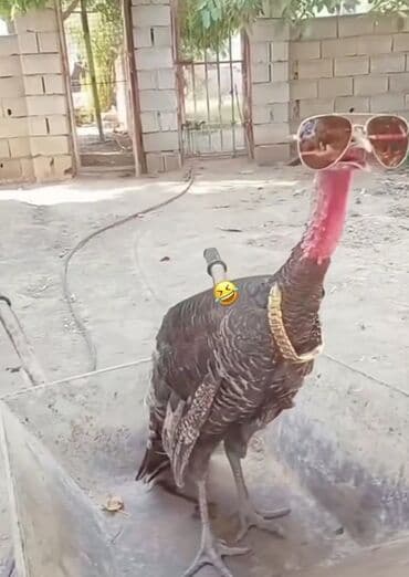 продаю в связи с переездом: Продаю Крутого индюка для красоты молодой 5 месяцов — 6