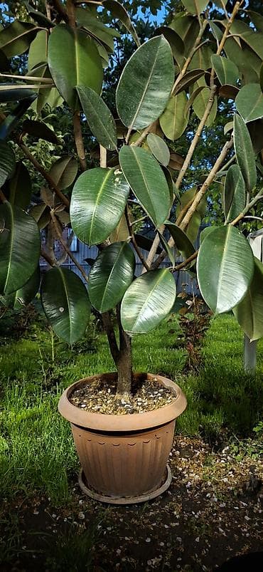 Фикустар: Фикус эластика (каучуконосный), крупное комнатное дерево в горшке. - — 2