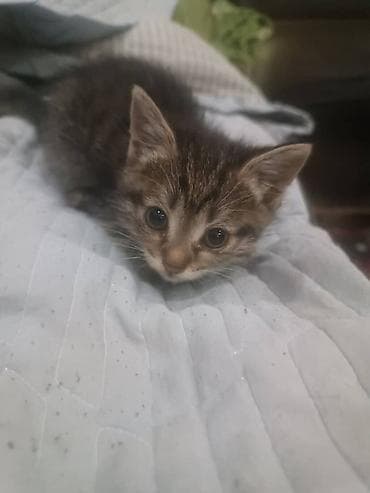 Продажа кошек: Продаются четверо котят смешанной породы на САМОВЫВОЗ. Мать котят — 4