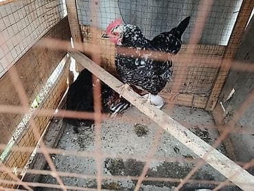 Продаю | Куры | Для разведения