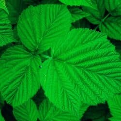 малина маравелла: Продаю листья малины и смородины свежие листья. Пучками в районе — 1