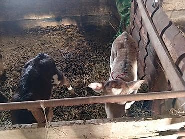 Үй жаныбарлары: Сатам | Музоо | Бордоп семиртүү үчүн | Жасалма уруктандырылган — 1