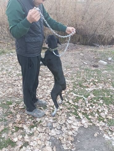 курцхаар щенок: Продам собаку реальному покупателю сделаю хорошую скидку — 2