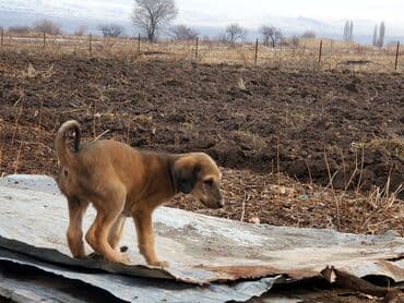 Вязка собак: Собака даром: Дворняжка, 2 месяца, Самка — 4