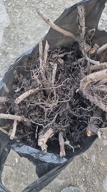 саженцы фундука: Саженцы малины (корневые отпрыски/делёнки) - Свежевыкопанные корневые — 1