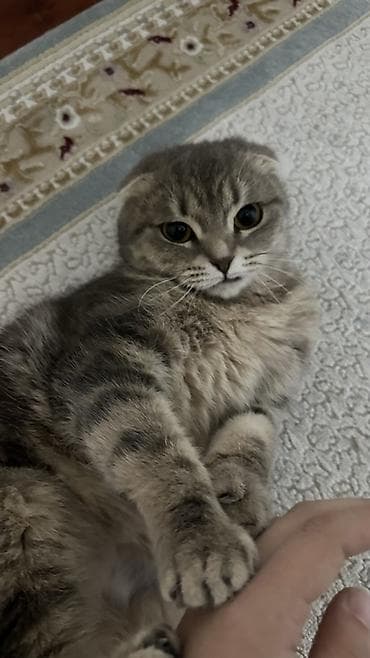 Животные: Шотландская вислоухая кошка (Scottish Fold), окрас серый тигровый — 4
