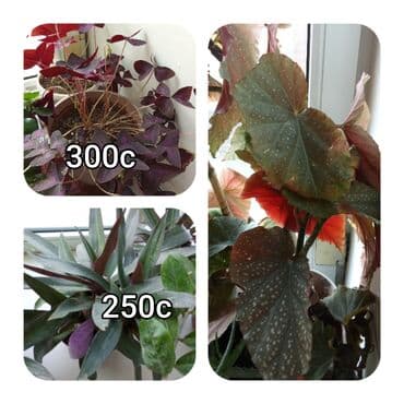 мебель бишкек: Саженцы цветка — 10