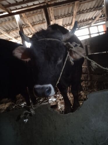 ургачы ит: Сатам | Бука (эркек) | Швиц | Бордоп семиртүү үчүн | Байланган — 3