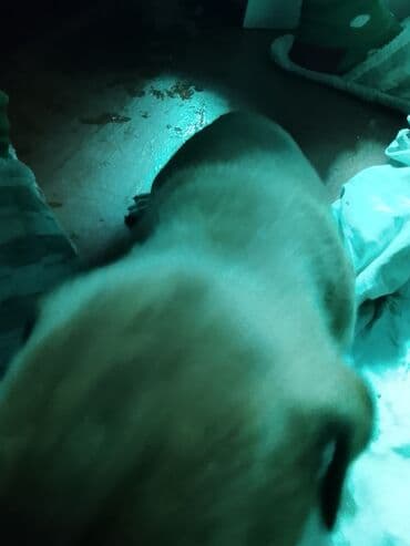 собака боксёр: Щенок (порода по фото не уточнена). На снимках — малыш с короткой — 1