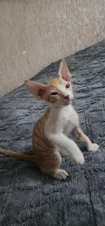 сфинкс кот цена: 🐾 Котята донского сфинкса ищут самые любящие семьи! Две очаровательные — 6