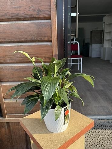 петуния цветы купить: Комнатные растения в горшках — для дома и офиса В ассортименте на — 5