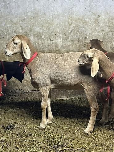 кой сойу: Продаю | Овца (самка) — 2