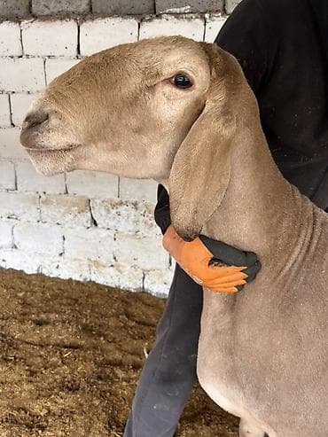 папугай карела: Продаю | Баран (самец) | Для разведения | Племенные — 2