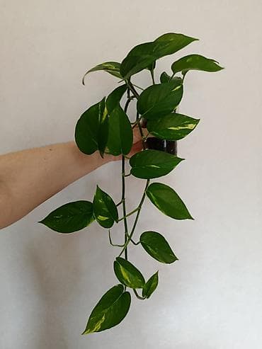 Эпипремнум золотистый Растение цветок (сциндапсус, Epipremnum aureum) at lalafo.kg Эпипремнум золотистый Растение цветок (сциндапсус, Epipremnum aureum)