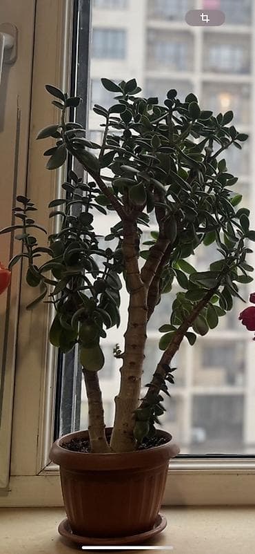 деревия: Толстянка (денежное дерево) в горшке. - Сорт: Crassula ovata — 1