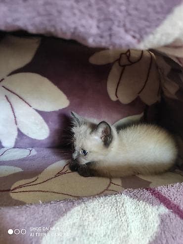 дом кошка: Кошка даром: Сиамская, Девочка — 2