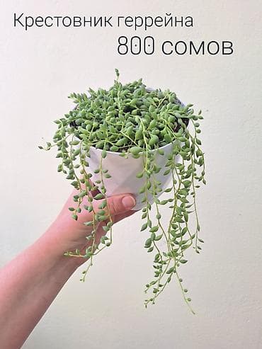 лещь: 🌿 Комнатные растения/цветы (укоренённые черенки/молодые — 5