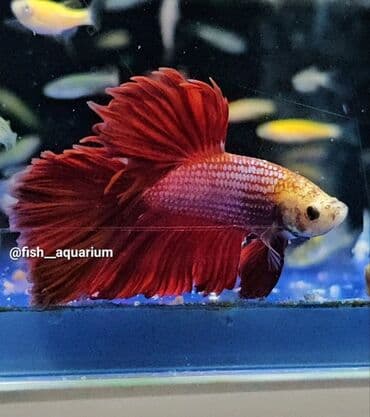 Балыктар: Уточняйте наличие. Шикарные самцы петушки! Цены разные. Рыбка — 4